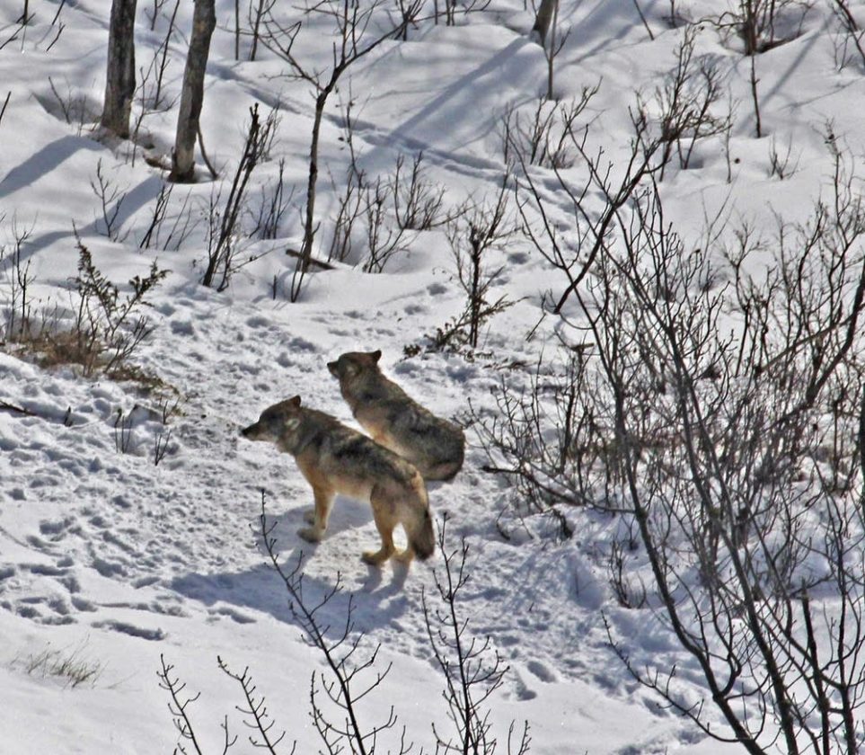 Wolf Relocation Wolf relocation - The Daily News